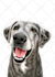 make a pet portrait from a photo of your pet