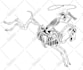 draw cool skeleton design