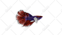 draw vector illustration modern unique fish design