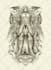 create detailed vintage engraving and etching illustration