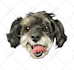 draw a cartoon for your pets in 24 hour
