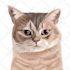 draw your cat, dog, or any pet into cartoon vector portrait