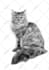 create pencil sketch portrait and illustrations