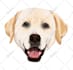 draw your dogs or any pets into cartoon portrait