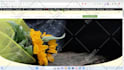create landing page design or wordpress landing page