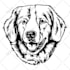 draw your pet in black and white line art illustration