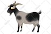 create character design, animal character, cartoons