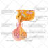 draw professional medical illustrations