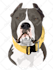 draw dog cat pet portrait vector illustration