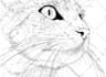 draw a professional dog or cat illustration for you