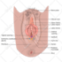 draw digital coloured anatomy and medical illustrations