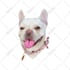 draw illustration your pets, dog, to cartoon vector potrait