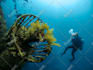 edit and retouch your underwater photos