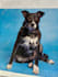 do photoshop editing and photo manipulation