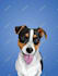 draw your pet photo into amazing cartoon portrait