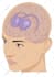 create vector medical illustration for education, healthcare and publishing