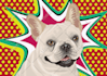 draw custom pet portrait in pop art style