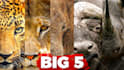 design amazing clickbait animal thumbnail