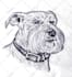 draw realistic pencil sketch or hand drawn portrait