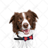draw your pets, dog, animal into cartoon vector portrait