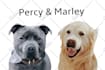 make pet potrait from your photo