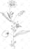 make a custom flower tattoo design