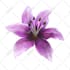 draw flowers illustrations in watercolour style
