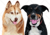 draw a custom cartoon pet portrait from your dog or cat photo