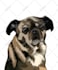 do vector illustration dog cat animal pet cartoon portrait
