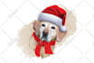 draw your pets using professional christmas costumes