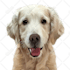 draw your pet into vector illustration