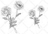 draw artwork illustration with engraving style