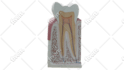 do professional 3d medical animation for you