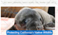 be a wordpress developer, or website builder to create wordpress website design