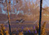 develop video games in unreal engine 5 using blueprints