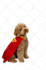 do background removal with clipping path, cutouts, white and transparent png