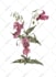 hand drawn botanical flower plants scientific illustration