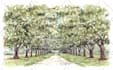 draw photo of house or landscape in watercolor illustration
