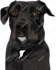 do vector illustration dog cat animal pet cartoon portrait