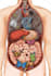 draw a high quality detailed illustration