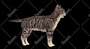 create realistic 3d pets