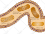 illustrate scientific figures for journal publications