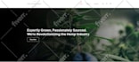 design and develop premium wordpress website or online store