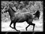retouch animal photo for engraving