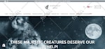make professional shopify dropshipping store