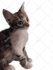 draw an amazing vector cartoon for your pet in 24 hour