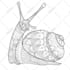 make vector line art or super detailed from your image