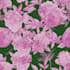 design seamless pattern textile prints pattern design