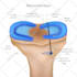 do professional medical, anatomy and scientific illustration