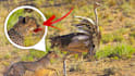 design amazing clickbait animal thumbnail